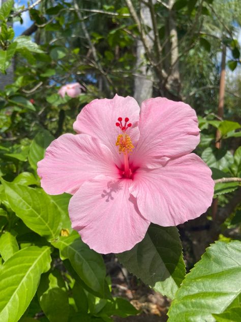 Nothing But Flowers, Flower Therapy, Beautiful Bouquet Of Flowers, Beautiful Flowers Pictures, Hibiscus Flowers, Exotic Flowers, Beautiful Bouquet, Flowers Nature, Tropical Flowers