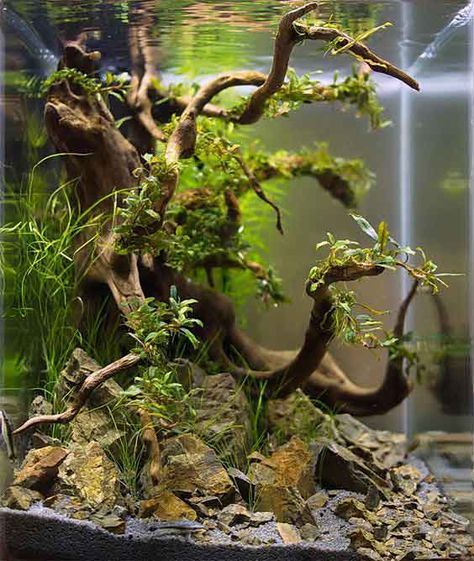 Amazing Aquariums, Fish Tank Terrarium, Cool Fish Tanks, Fish Tank Design, Aquascape Design, Aquarium Driftwood, Aquarium Terrarium, Fresh Water Fish Tank, Nano Aquarium