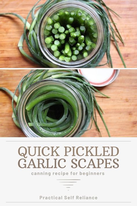 Canning Pesto, Pickled Garlic Scapes, Preserving Garlic, Garlic Scape Pesto, Easy Pickling Recipes, Pickle Recipes Homemade, Pressure Canning Recipes, Recipe For Beginners, Canning Pickles