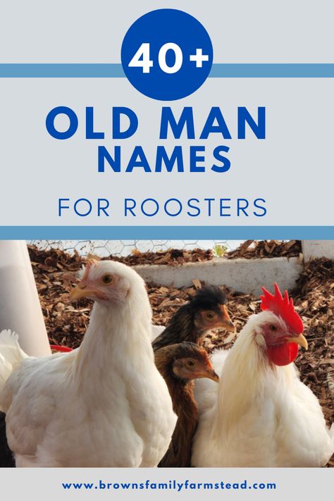 White Rooster Sitting Rooster Names Funny, Man Names, Brahma Rooster, Buff Chicken, Rooster Names, Brahma Chicken, Old Man Names, Bird Names, Backyard Homestead