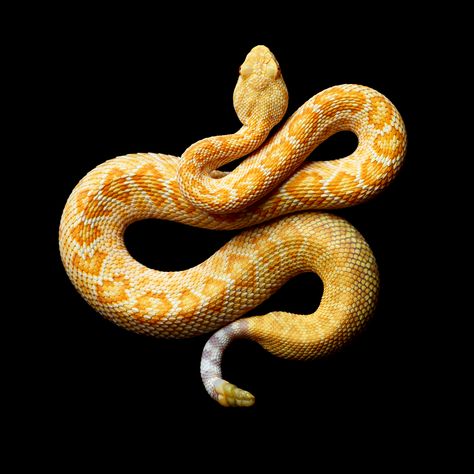 Snake Photos, Pretty Snakes, Snake Wallpaper, Pit Viper, Cute Snake, Cute Reptiles, Snake Venom, Snake Art, Beautiful Snakes