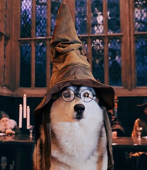 Image Dog Costumes Homemade, Harry Potter Dog, Harry Potter Pets, Cute Harry Potter, Diy Dog Costumes, Harry Potter Costume, Pet Halloween Costumes, Harry Potter Theme, Dog Halloween Costumes