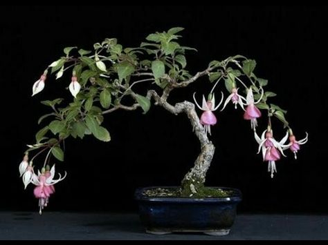 Fushia Bonsai Bonsai Tree Care, Plantas Bonsai, Mini Bonsai, Bonsai Flower, Japanese Bonsai, Fuchsia Flowers, Indoor Bonsai, Bonsai Art, Miniature Trees