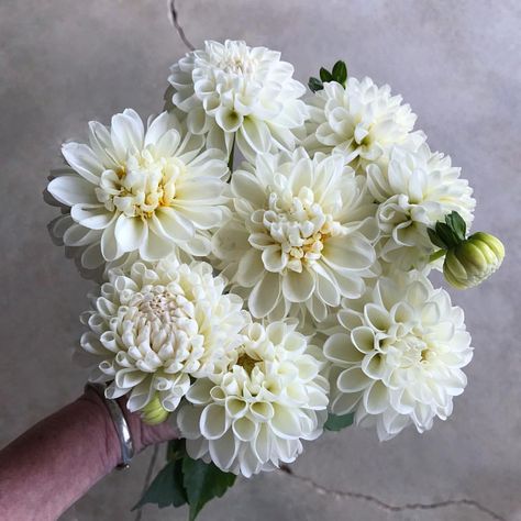 'white nettie' is such a doll. lovely and imperfect #dahlias this time of year. Cream Dahlia Bouquet, White Dahlias Bouquet, White Dahlias Wedding, Dahlia Flower Wedding Bridal Bouquets, Dhalia Aesthetic Bouquet, White Dahlia Wedding Bouquets, Dalia Bouquet, White Dahlia Bouquet, Delilah Flower