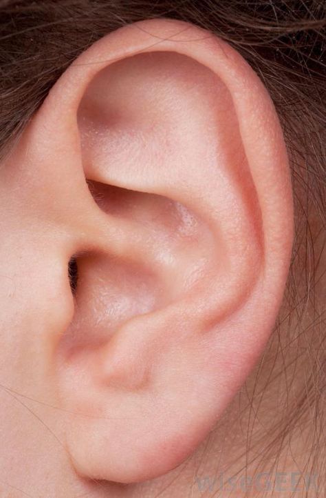 . Human Ear Reference, Ear References Photography, Ear Close Up, Ears Reference Photography, Ear Reference Photo, Ear References, Ear Photography, Ears Reference, Ear Hair Removal