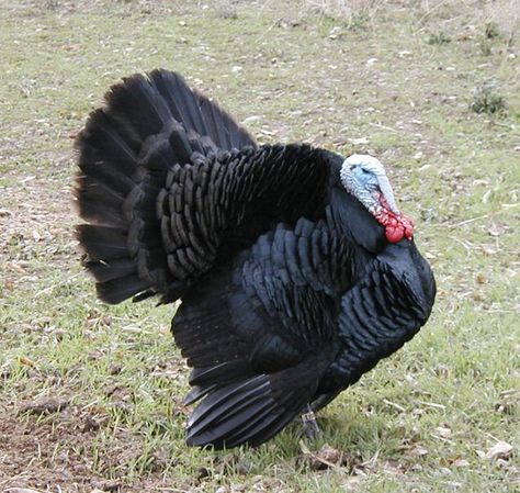 Black Turkey Tom Turkey Breeds, Rhode Island Red Chickens, Black Turkey, Raising Turkeys, Turkey Farm, Wind Dancer, Duck Breeds, Turkey Bird, Bird Care