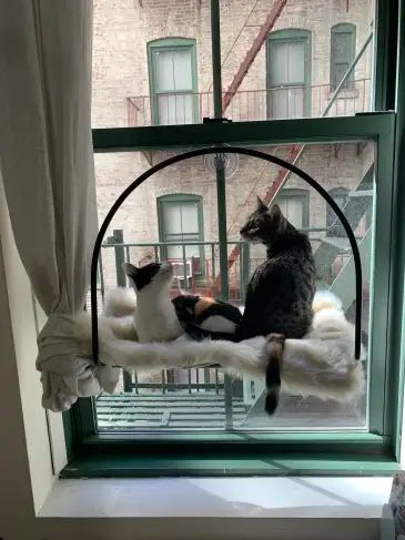 Cats Ideas For Home, Diy Hanging Cat Hammock, Cat Bed Attached To Bed, Cat Setup In Bedroom, Diy Cat Bed Ideas, Cat Playroom, Hammock For Cats, Cat Bed Ideas, Cat Bedroom