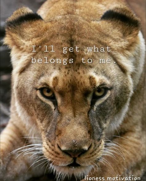 Lioness Roaring, Lioness Quotes, Lion Quotes, Roaring Lion, Leo Love, Cute Inspirational Quotes, Strong Women Quotes, Woman Quotes, Strong Women