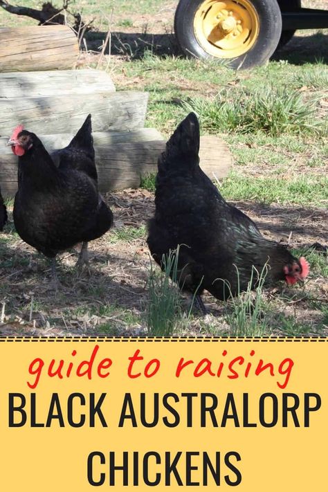 Astralorpe Chicken, Black Astrolorps Chicken, Astrolorps Chicken, Black Star Chicken, Black Australorp Chickens, Australorp Chickens, Golden Comet Chicken, Chicken Egg Colors, Australorp Chicken