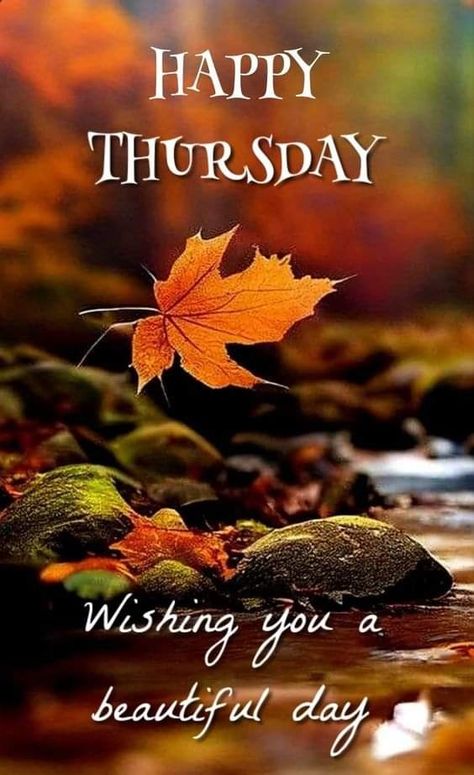 Happy Thursday Images Beautiful, Iphone Wallpapers Funny, Thrilling Thursday, Elf On The Shelf Welcome, Elf On Shelf Ideas, Losing Touch With Reality, Christmas Wallpaper Laptop, Christmas Iphone Wallpapers, Welcome Back Elf