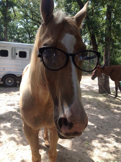 My dad just sent me this with the caption "nerd horse lol" - Imgur Funny Horse Pictures, Funny Horses, Types Of Horses, Funny Animal Photos, Funny Horse, Wearing Glasses, Cute Horses, Silly Animals, Horse Photos