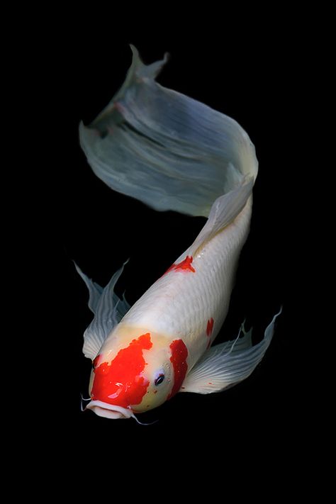 Coy Fish Reference, Koi Fish Anatomy, Koi Fish Art Aesthetic, Koi Fish Real, Koi Fish Side View, Koi Fish Pictures, Koi Fish Reference, Fish Reference Photo, Koi Fish Face