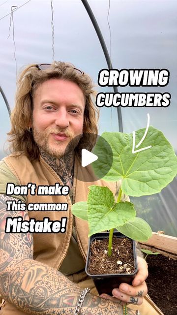 Jamie Walton | Nettles & Petals on Instagram: "Common Cucumber growing mistake! 🥒  I love growing my own cucumbers, but they can be a little temperamental to grow from seed.   Cucumber seeds germinate fast, usually within 5-10 days and the adult plants do need a lot of water as they grow to produce large fruits that consist mainly of water.   However, much like Basil, at the early seedling stage, cucumbers do not like to be overwatered and this can be a common mistake. If you notice your plants leaves are yellowing then there’s a good chance that is why.   They prefer lightly moist free draining soil or compost that is bordering on being a little dry when compared to a lot of other seedlings water preferences. I test this by familiarising myself with the wet and dry weight of the potted p How To Plant Cucumbers In A Pot, Planting Cucumbers In Pots, Cucumber In A Pot, How To Grow Cucumbers In A Pot, Cucumber Plants In Pots, Cucumber Plants Growing Tips, Grow Cucumbers In A Pot, How To Plant Cucumbers, Cucumber Growing