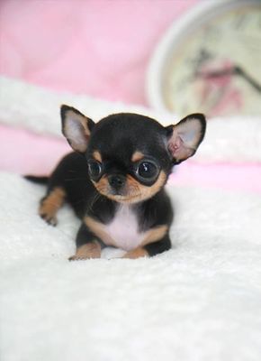 Chihuahua Breeds: Learn about the different types of Chihuahua dog through photos of 8 Chihuahuas such as the long haired Chihuahua, teacup Chihuahua & more. Anjing Chihuahua, Psy Chihuahua, Ras Anjing, Chihuahua Breeds, Teacup Chihuahua Puppies, Teacup Chihuahua, Cute Chihuahua, Teacup Puppies, Chihuahua Puppies