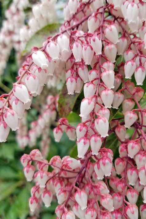 Pieris Japonica, Types Of Herbs, Garden Shrubs, Beautiful Flowers Garden, Winter Flowers, Flowering Shrubs, Deck Garden, Evergreen Shrubs, Growing Flowers