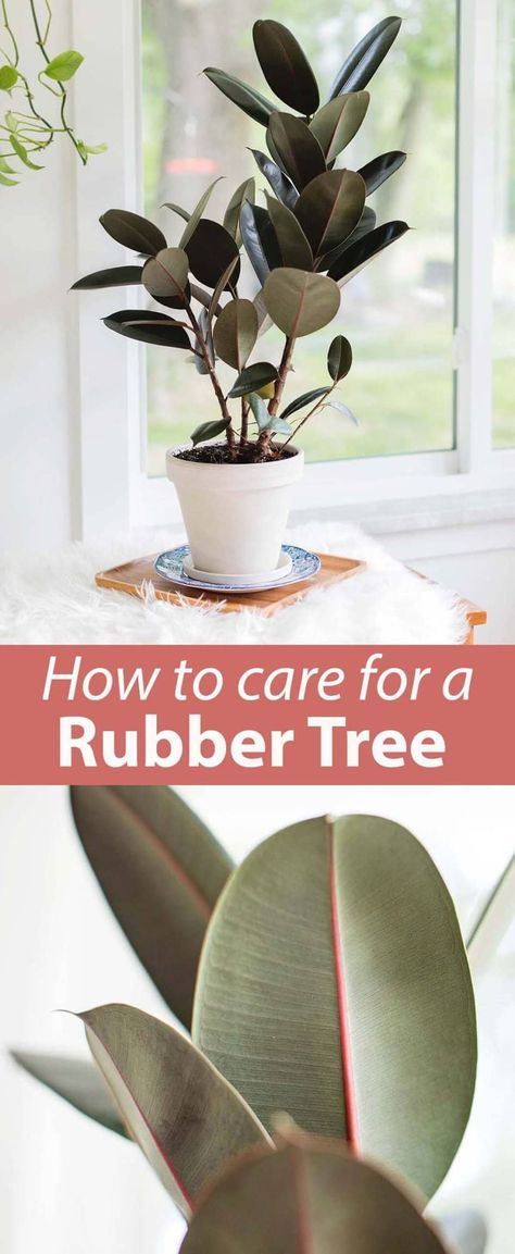 How to Care for a Rubber Tree - A Beautiful Mess Propagating Rubber Plant, Leggy Rubber Tree Plant, How To Care For Rubber Plant Indoor, Propagating Rubber Tree Plant, Rubber Tree Plant, Ficus Elastica, Rubber Tree, Liquid Fertilizer, Tree Care