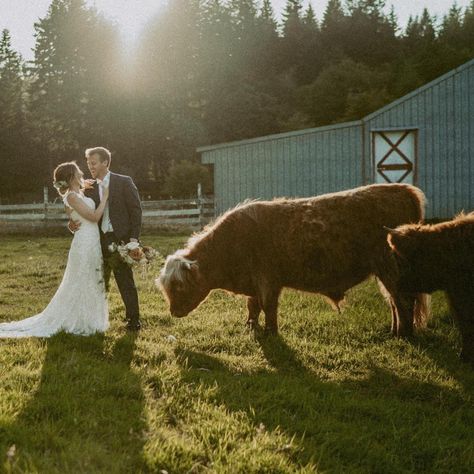 Manifesting another wedding/elopement with my favorite cows and two people madly in love 😍 #oregonelopementphotographer #oregonelopement #elopementweddingphotographer #elopementphotographer #highlandcow Highland Cow Wedding, Cow Wedding, Scotland Highlands, Madly In Love, Wedding Elopement, Two People, Wedding Photoshoot, Farm Wedding, Highland Cow