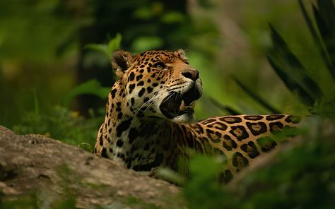 Meet The Jaguar at Bali Safari Park - Taman Safari Bali Jaguar God, Jaguar Jungle, Taman Safari, Net Wallpaper, Wildlife Wallpaper, River Otters, Animals Wallpapers, Jaguar Animal, Elephant Ride