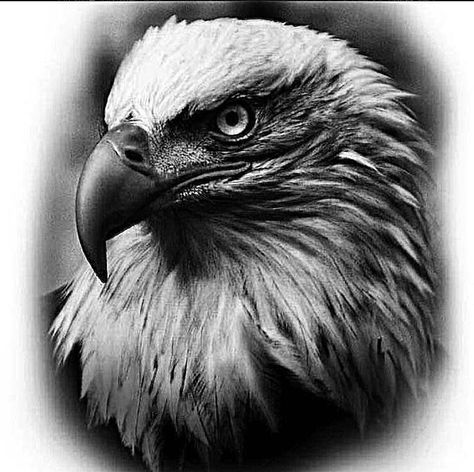 Eagle Face Tattoo Design, Realistic Eagle Tattoo Design, Eagle Head Tattoo Design, Eagle Face Tattoo, Eagle Head Drawing, Tattoo Hawk, Bald Eagle Tattoo, Eagle Tattoo Ideas, Eagles Tattoo