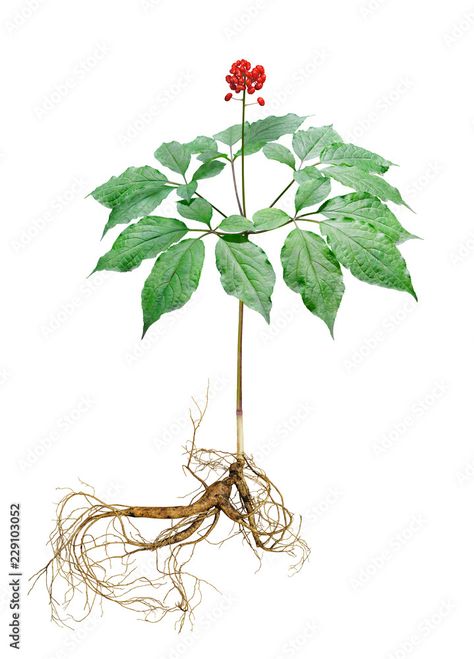 Ginseng Plant Tattoo, Fruits Pictures, Ginseng Plant, Avatar Tattoo, Korean Ginseng, Empty Canvas, Panax Ginseng, Berry Plants, Fruit Picture