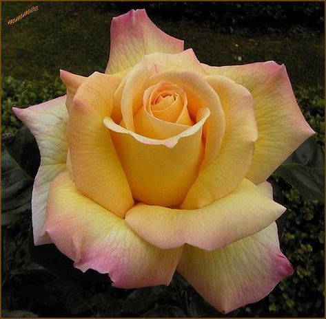 Peace Roses | HubPages Rose Reference, Tea History, Peace Rose, Types Of Roses, Classic Garden, Hybrid Tea Roses, Yellow And Pink, Tea Roses, Love Rose