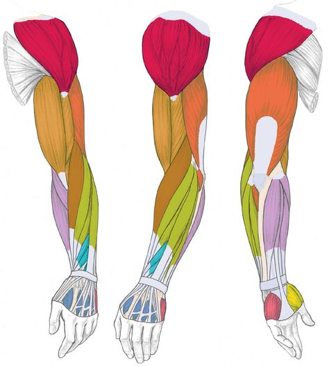 Muscles Diagram, Simplified Anatomy, Muscles Drawing, Forearm Anatomy, Drawing Construction, Muscle Diagram, Arm Anatomy, Arm Muscle, Arm Drawing