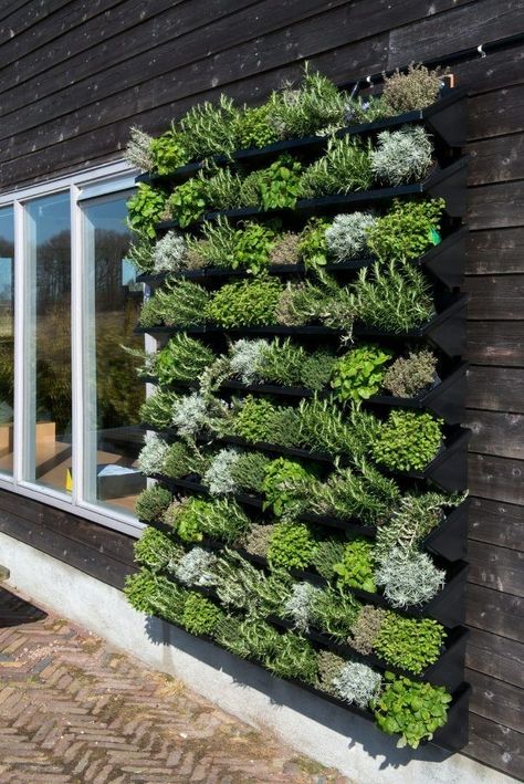 Green Wall Garden, Vertical Garden Design, Vertical Garden Wall, Vertical Planter, Veg Garden, Home Vegetable Garden, Wall Garden, Perfect Garden, Edible Garden