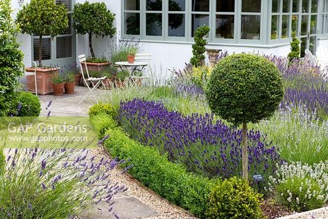 A path leads past box edged borders of lavender and privet standard, to patio seating area with bay trees and lavenders in pots. Box Hedge, Bay Trees, Boxwood Landscaping, Boxwood Garden, Garden Pathways, Patio Seating Area, Garden Obelisk, North Garden, Herb Garden Design