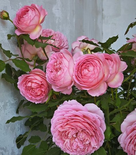 Rose aushunter English Shrub Rose Ownroot Plant, 1 Gallon 1.5-2 Years Old - Etsy English Rose Style, Flowers For Mom, Tudor Rose, Shrub Roses, Forever Flowers, Rose Pictures, Flowering Plants, English Rose, Rose Style