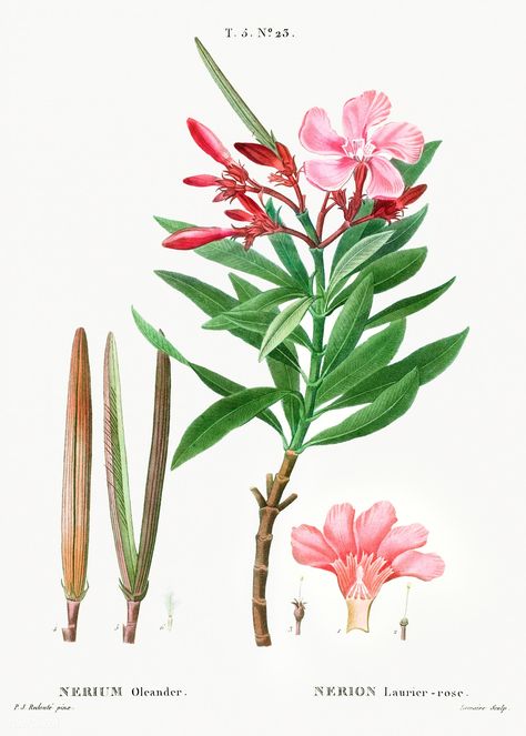 Oleander (Nerium oleander) from Traité des Arbres et Arbustes que l’on cultive en France en pleine terre (1801–1819) by Pierre-Joseph Redouté. Original from the New York Public Library. Digitally enhanced by rawpixel. | free image by rawpixel.com Nerium Oleander, Types Of Oranges, Image Rock, Flowering Quince, Climbing Hydrangea, Poisonous Plants, Image Paper, Rose Geranium, Language Of Flowers