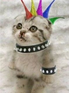 punkitty | Punx In Solidarity Punk Cat, Punk Cats, Cat Stands, Funny Happy Birthday, Silly Cats Pictures, Cute Cats And Dogs, Silly Cats, Pretty Cats, Halloween Cat