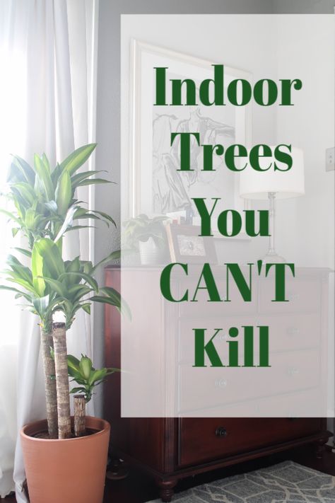 Big Plants In Living Room Ideas, Easy Care Indoor Trees, Easy Care Large House Plants, Easy Large Indoor Plants, Tall Plant Living Room Decor, Easy Big Plants Indoor, Large Indoor Trees Living Rooms, Tree Like House Plants, Easy Indoor Trees