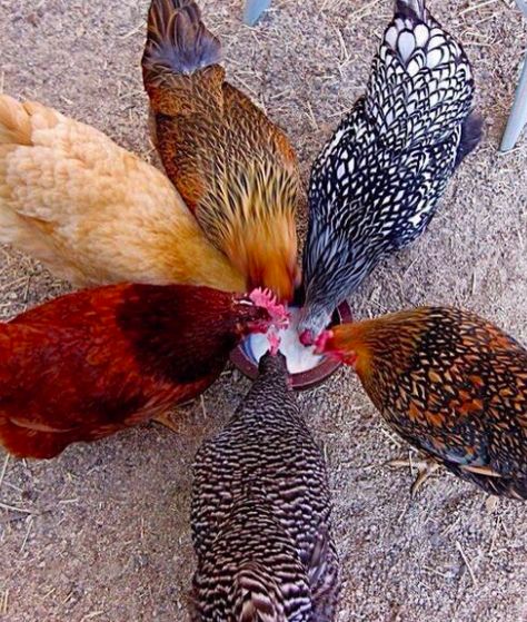 Why You Should Stop Feeding Layer Feed NOW | BackYard Chickens - Learn How to Raise Chickens Chickens Breeds, Raising Turkeys, Fancy Chickens, Cele Mai Drăguțe Animale, Beautiful Chickens, Backyard Flocks, Keeping Chickens, Lambada, Chickens And Roosters