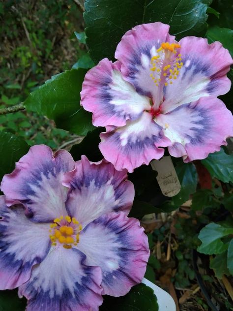 Formosa Snow Lotus Hisbusic Flower, Backyard Garden Landscaping, Fav Flower, Snow Lotus, Garden Landscaping Ideas, Hibiscus Plant, Aesthetic Garden, Flowers Gif, Garden Aesthetic