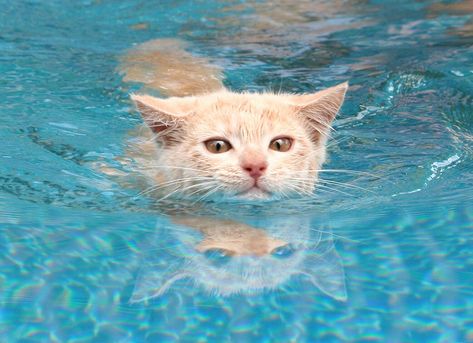 My friend's kitten enjoying swim in the pool Cat Swimming, Swimming Cats, Strange Days, Dog Pool, Dog Swimming, Wet Cat, Cat Pose, Cat Boarding, Kitty Kitty