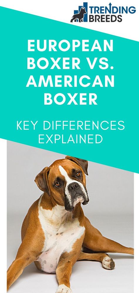 Boxers are energetic, brave, and playful. They are also very protective and loyal. While all Boxers look very similar, there are different types, and they have different appearances and features that distinguish them from one another. What’s the difference between a European Boxer and an American Boxer? American Boxer, Different Types, Brave, Key