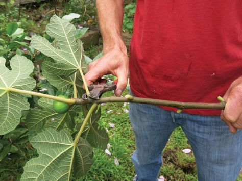 Indoor Fig Trees, Fig Fruit Tree, Fig Branch, Fig Bush, Growing Fig Trees, Fig Tree Plant, Fruit Tree Garden, Fruit Bearing Trees, Fig Plant