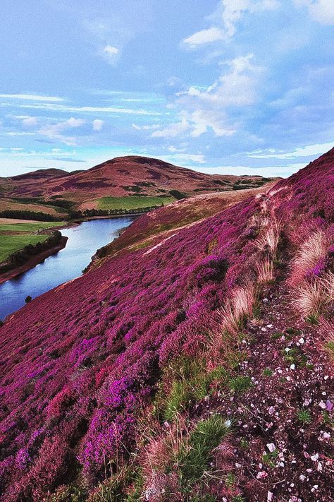 Pentland Hills just outside of Edinburgh is one of the best places in Scotland. 5 BEST spots to find purple Heather in Scotland. From Edinburgh to Glasgow Scotland to Northern Scotland and the Scottish Highlands. Scottish Heather is found in abundance in Scotland in later summer, peaking in August. Check out our full guide on the best spots in Scotland on www.avenlylanetravel.com #scotland #europe #scottish #ukdestinations #Scotlandtravel #scotlandtravelguide #beautifulplaces #traveldestinations Scotland Aesthetic, Scottish Heather, Scotland Travel Guide, Scotland Landscape, Scottish Countryside, Places In Scotland, Cairngorms National Park, Scottish Culture, United Kingdom Travel