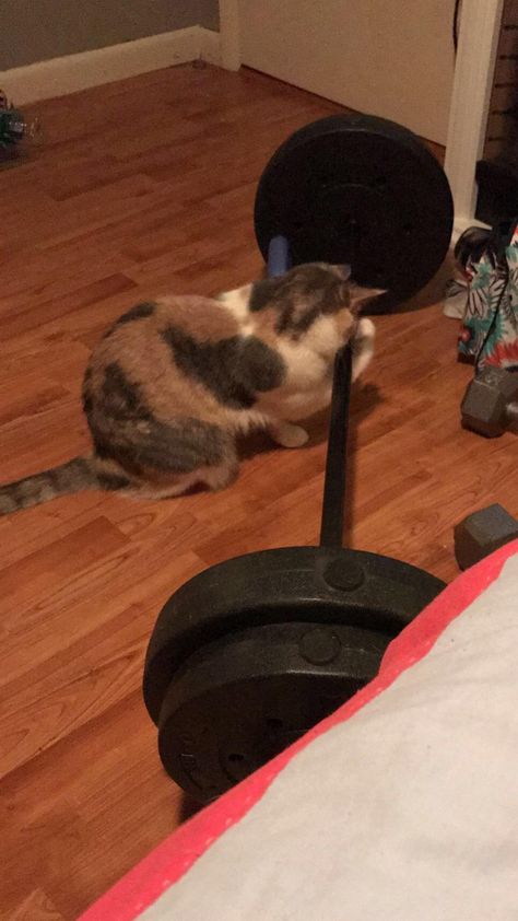 Cats Working Out, Cat Working Out, Cat With Muscles, Cat Lifting Weights, Cat Workout, Cat Gym, Cat Makeup Halloween, Cat Work, Funny Cat Faces