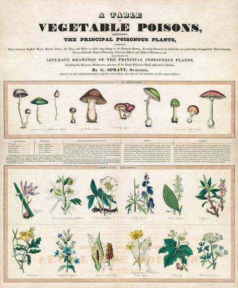 Poisonous mushrooms: Irritating poisons (1840–1850) print in high resolution by George Edward Madeley. Original from Library of Congress. Digitally enhanced by rawpixel. | free image by rawpixel.com / Library of Congress (Source) Poisonous Mushrooms, Mushroom Poster, Classic Art Prints, Free Illustration Images, Poisonous Plants, Illustration Botanique, Vintage Mushroom, Mushroom Decor, Mushroom Art