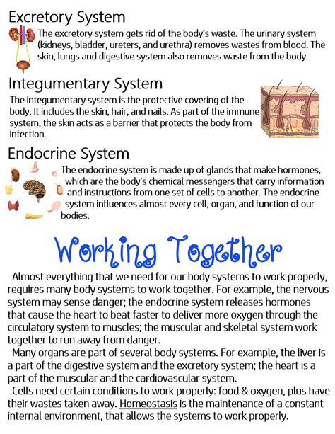 Human Body Systems (Excretory, Integumentary, Endocrine) & How They All Work Together ~ Anchor Chart * Jungle Academy Excretory System Notes, Body Systems Notes, Integumentary System Notes, Endocrine System Art, Advanced Esthetics, Nursing School Studying Cheat Sheets, Medical Assistant Student, Learn Biology, Excretory System