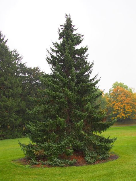 Picea omorika (Nana, Serbian Spruce) | North Carolina Extension Gardener Plant Toolbox Picea Omorika, Serbian Spruce, Spruce Tree, Evergreen Trees, Bluish Green, Leaf Flowers, Arbor, The Tree, North Carolina