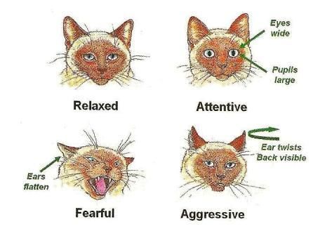 Cat facial cues Cat Ears Language, Cat Ear Language, Cat Ear Meaning, Cat Ears Meaning, Cat Eye Meaning, Cat Tail Meaning, Animal Language, Cat Body Language, Drawing Advice