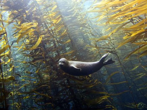 41 Strange on Twitter: "Harbor Seals in a kelp forest   (Photos: Kyle McBurnie)… " Harbor Seal, Kelp Forest, Forest Photos, A Seal, 인물 드로잉, Sea Lion, Marine Animals, Ocean Creatures, Ocean Animals