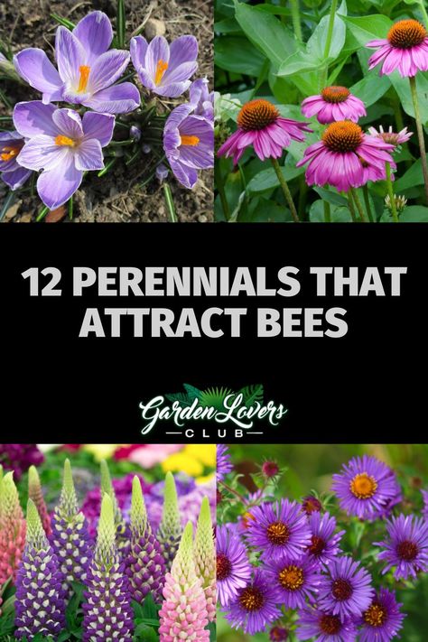 Best Perennials For Shade, Pollinator Garden Design, Perennial Sunflower, Butterfly Garden Plants, Bee Friendly Garden, Shade Loving Perennials, Pollinator Plants, Mason Bees, Sun Loving Plants