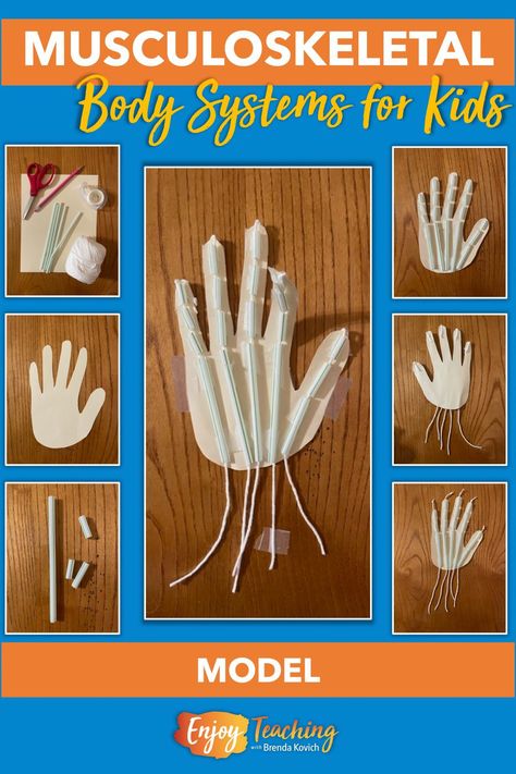 Musculoskeletal System Activities You'll Love to Teach Musculoskeletal System Projects, Skeletal And Muscular System Activities, Muscle System Projects, Muscular System Model, Elementary Bones Lesson, Muscle Model Project, Bone Activities, Muscular System Project, Eagle Anatomy