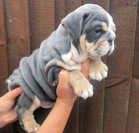 Funny Bulldog, Baby Bulldog, Cute Bulldog Puppies, Puppy Mom, Very Cute Puppies, Bulldog Funny, Bulldog Puppies For Sale, Cute Bulldogs, English Bulldog Puppies