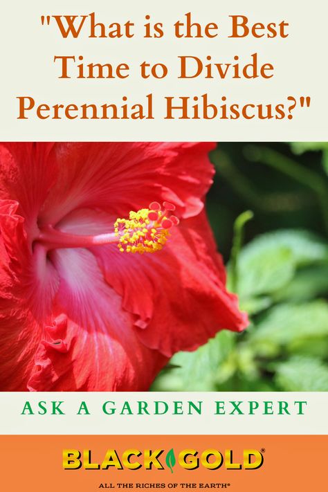 “When is the best time to divide Hibiscus?” Question from Melanie of Holton, Michigan #best #time #divide #hibiscus #perennial #hardy #moscheutos #summerific Hardy Hibiscus Perennials, Dividing Plants, Dividing Perennials, Hardy Hibiscus Plant, Perennial Hibiscus, Transplanting Plants, Hibiscus Bush, Hardy Hibiscus, How To Split