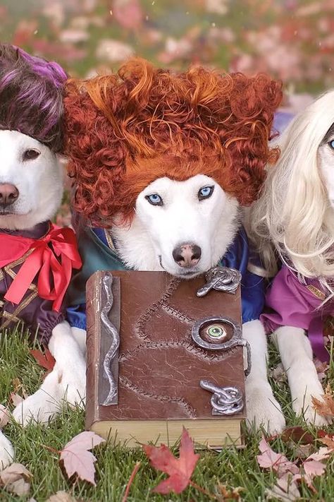 These 3 Dogs Dressed as the Hocus Pocus Witches Win Halloween For the Rest of Time Hocus Pocus Halloween Costumes, Hermanas Sanderson, Costumes For Dogs, Hocus Pocus Witches, Halloween Safety, Best Halloween Movies, Horror Make-up, Fairy Halloween Costumes, Dog Photoshoot