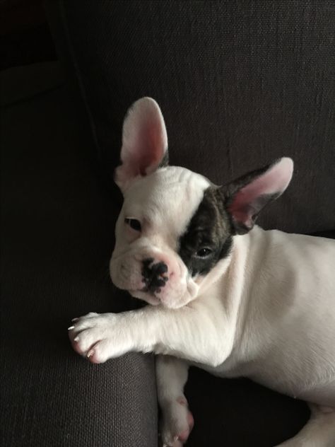 French Bulldog White And Black, French Bulldog Black And White, Black And White Frenchie, Black And White French Bulldog, White French Bulldog Puppies, White French Bulldog, Baby French Bulldog, White French Bulldogs, Black French Bulldogs